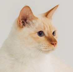 Capture One Catalog0338.jpg