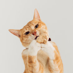Capture One Catalog0543.jpg