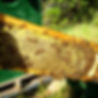 close up bee screen.jpg