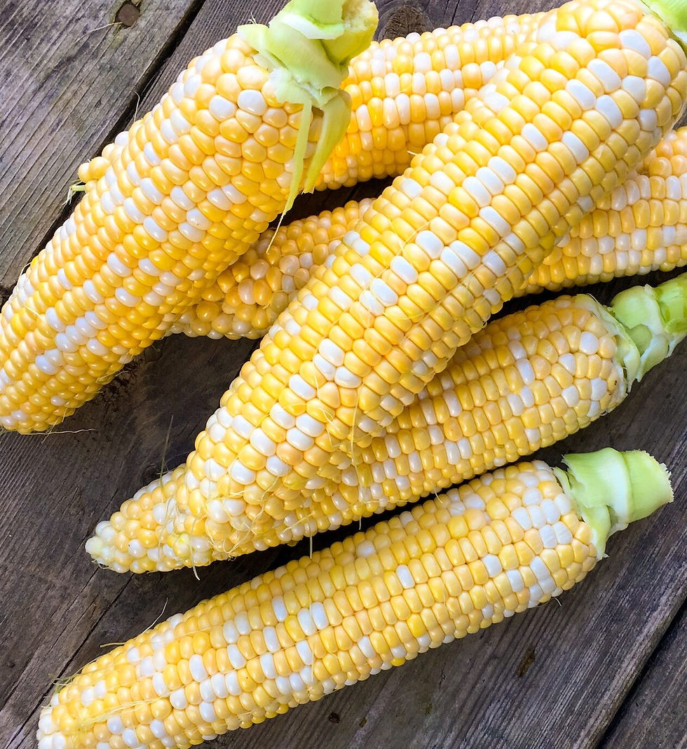 Sweet Corn Half Dozen