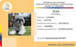 Sisa
