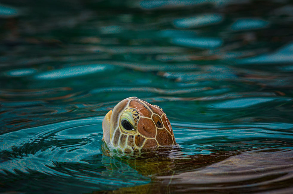 Turtle catching breath 7/8