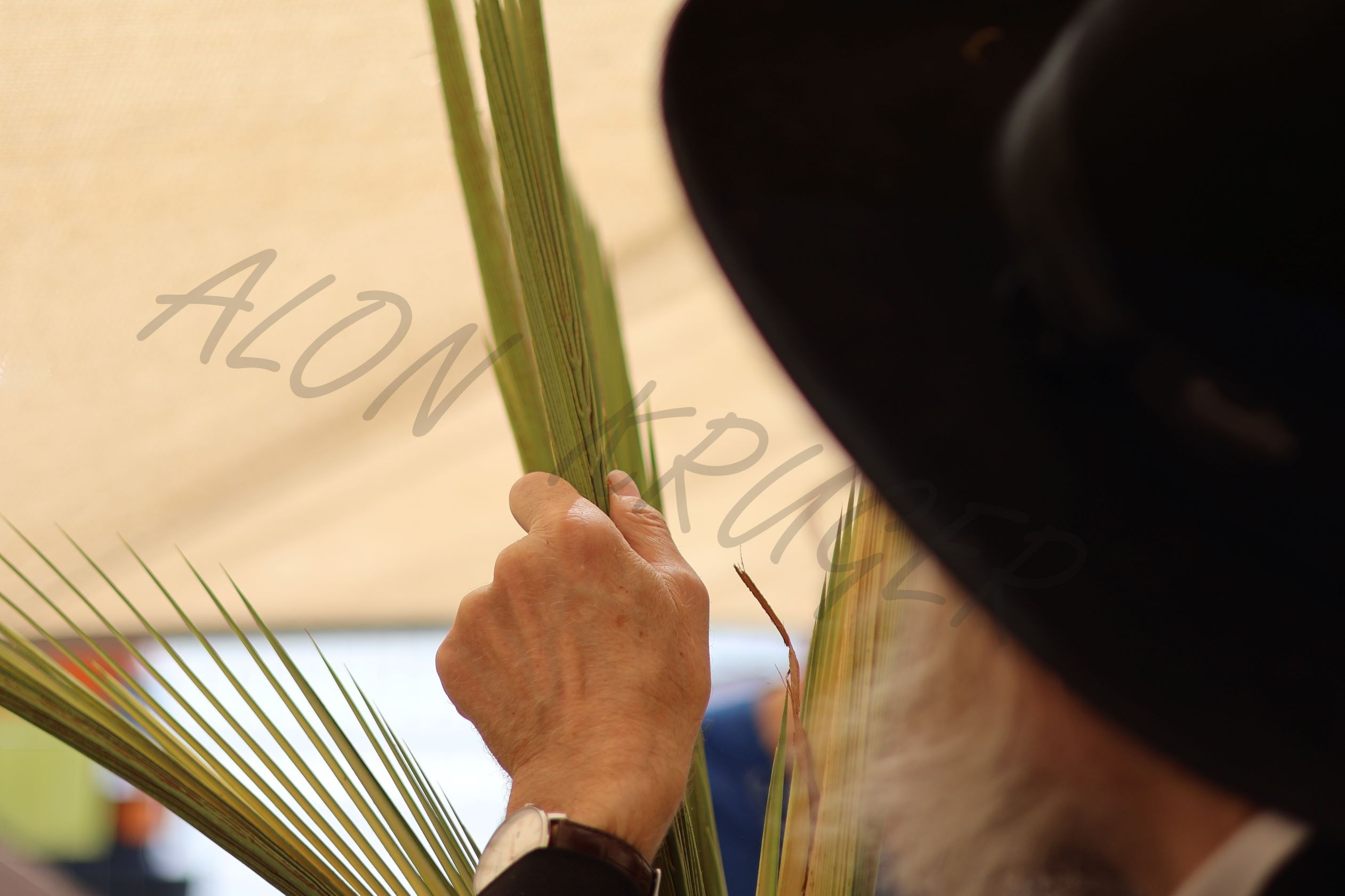 Alon Kruger H (2214)