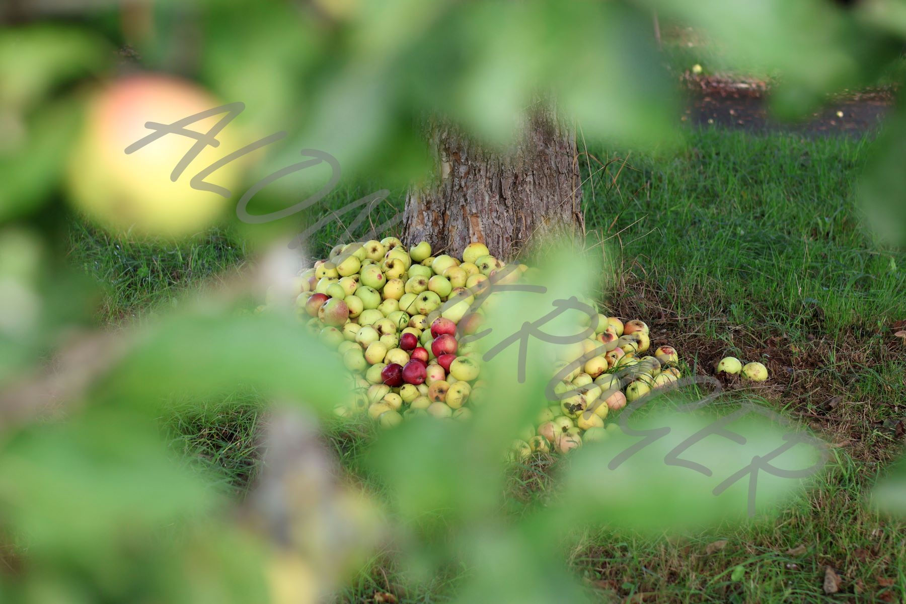 Alon Kruger H (1241)