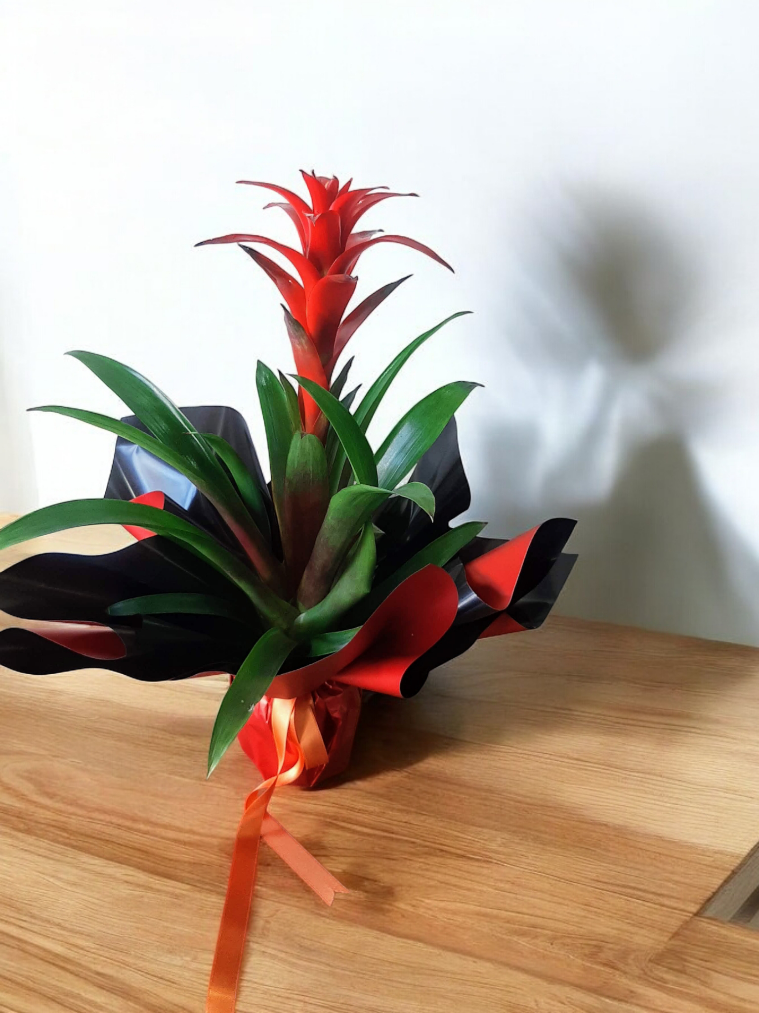 Özel Ambalajında Saksı Guzmania 