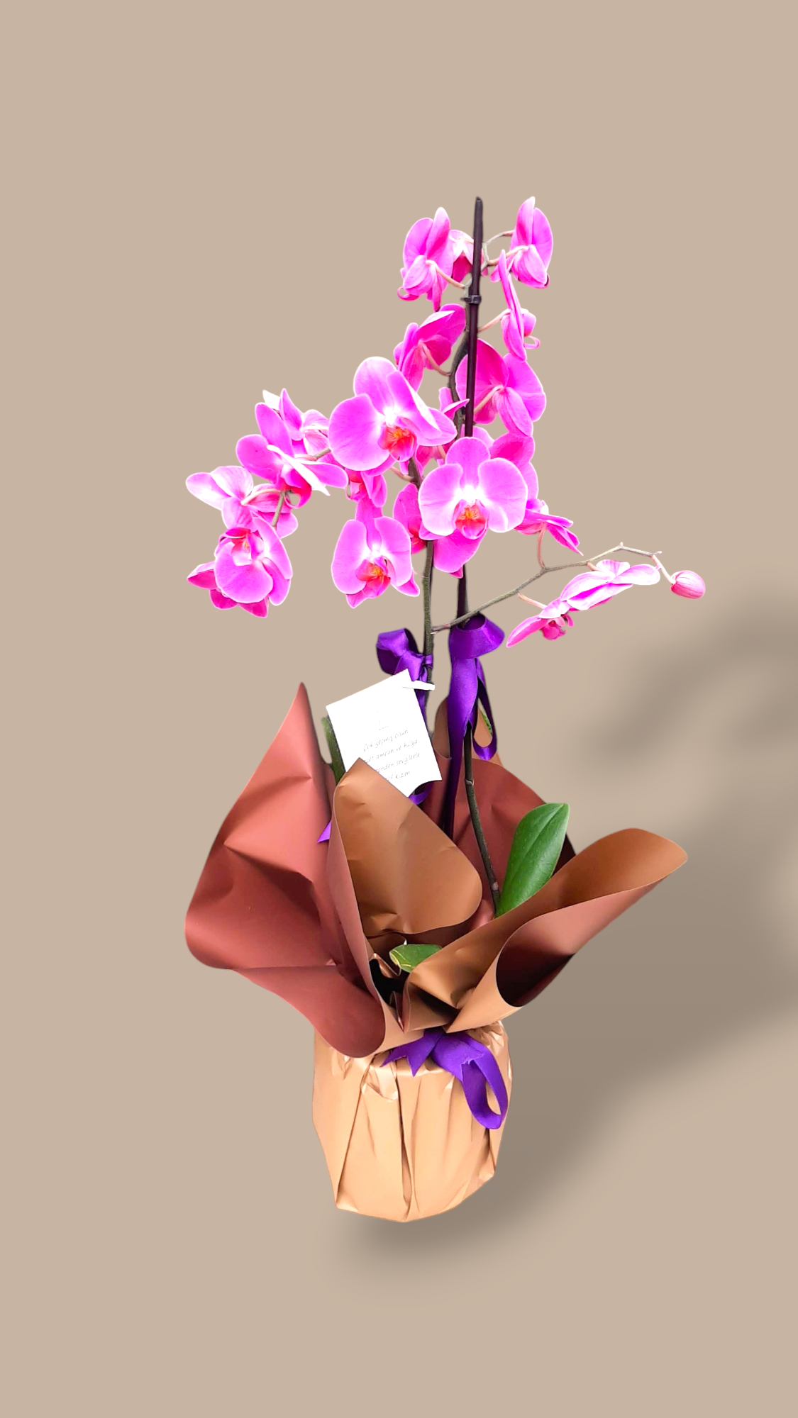 Çift Dal Mor Orkide 