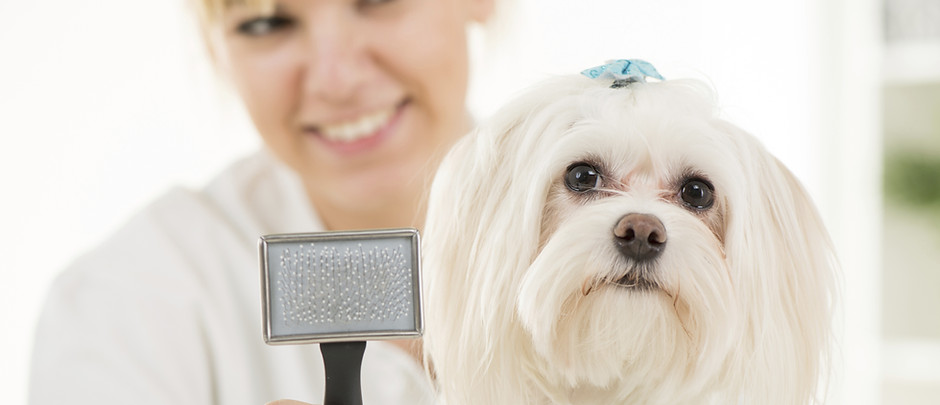 Dog Grooming