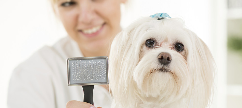 Dog Grooming