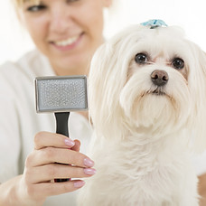 Dog Grooming