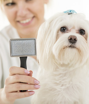 Cuidados del perro