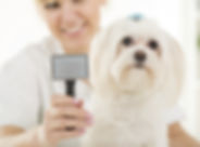 Dog Grooming