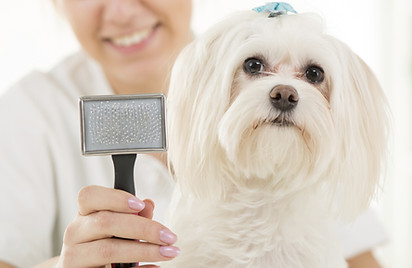Dog Grooming