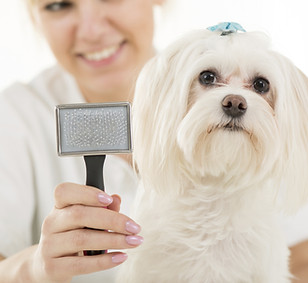 Dog Grooming