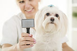 Shear Elegance Pet Grooming