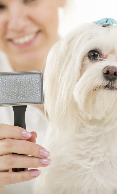 Dog Grooming