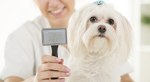 犬の毛繕い