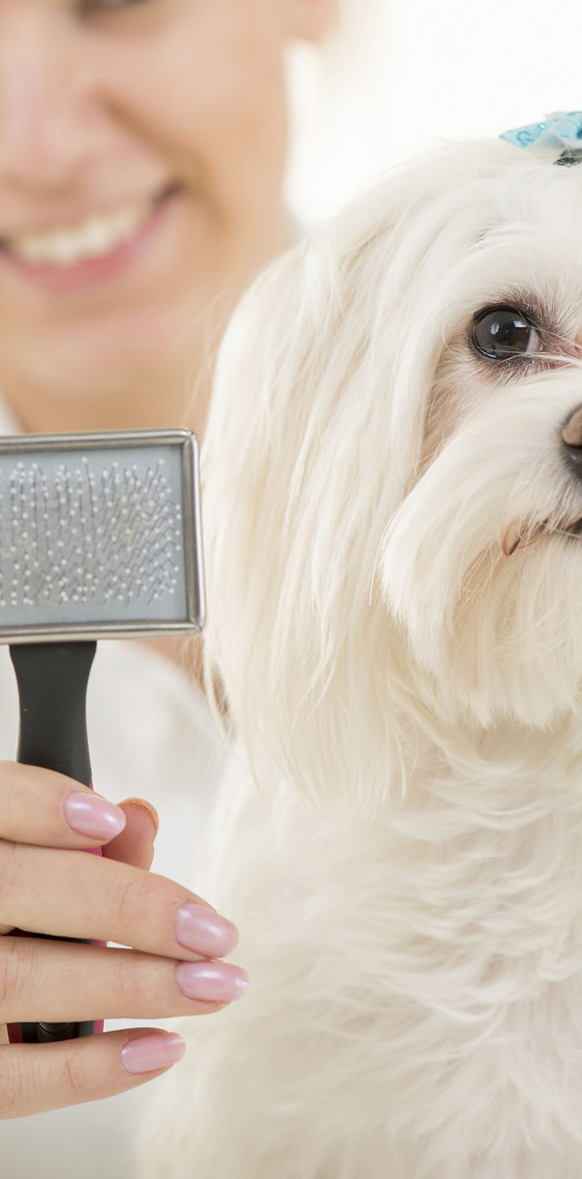 Dog grooming bradford outlet