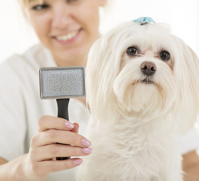 Maltese hair brush clearance