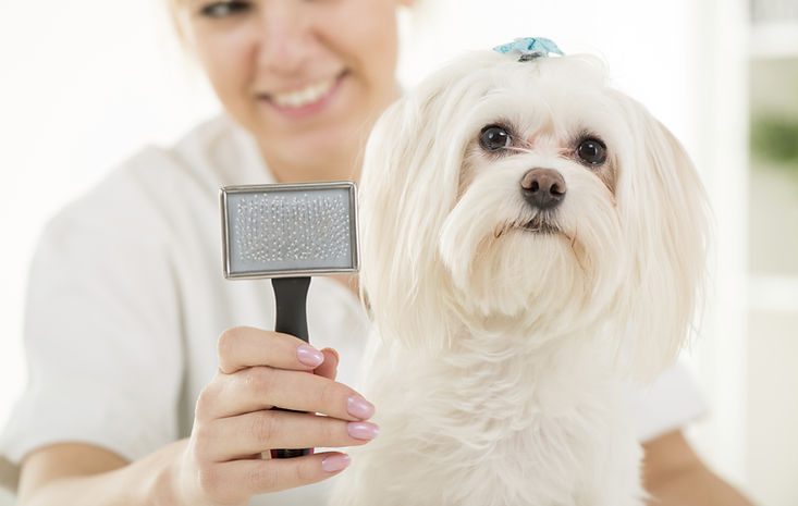 Dog Grooming