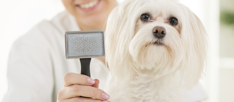 Brushing Your Pup: A Guide to Proper Grooming for Different Breeds