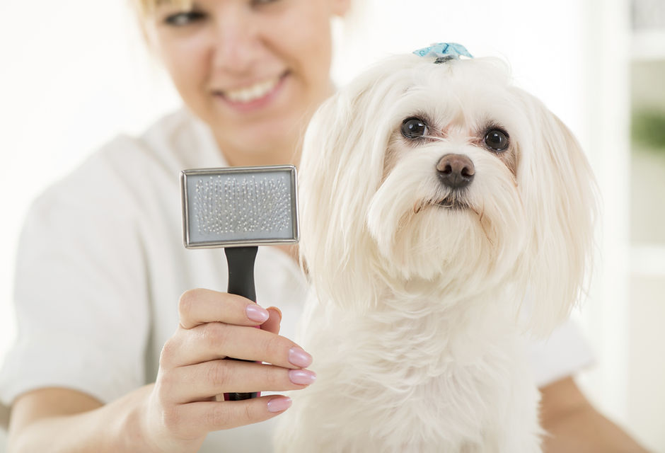 Dog Grooming
