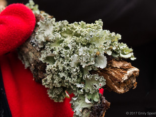 Lichens in Winter Hike