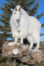 315