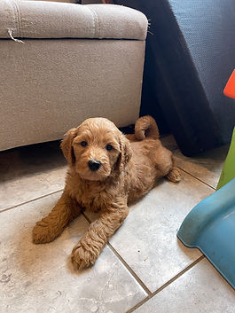 puppy for sale