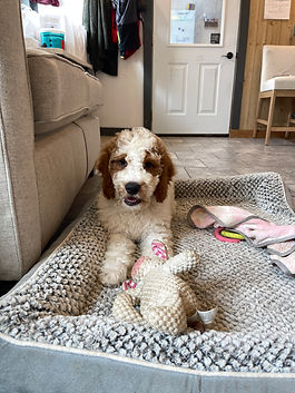 puppy for sale