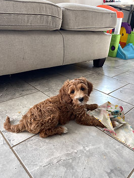 puppy for sale