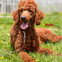 tight curls, nonshedding