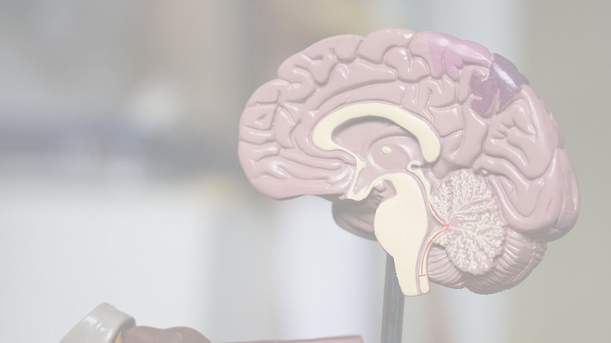 brown brain decor in selective-focus photography_edited.jpg