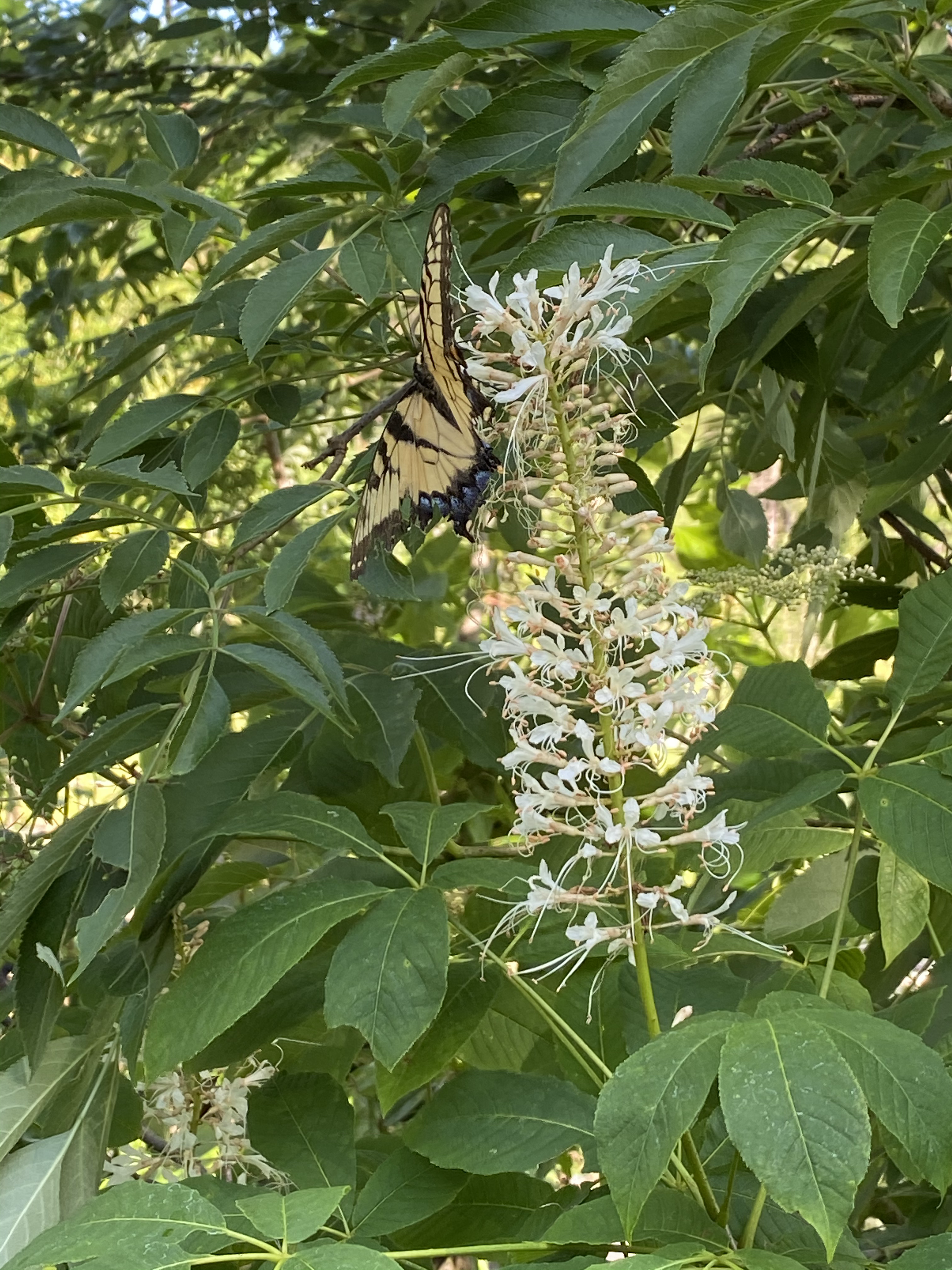 Yellow Buckeye