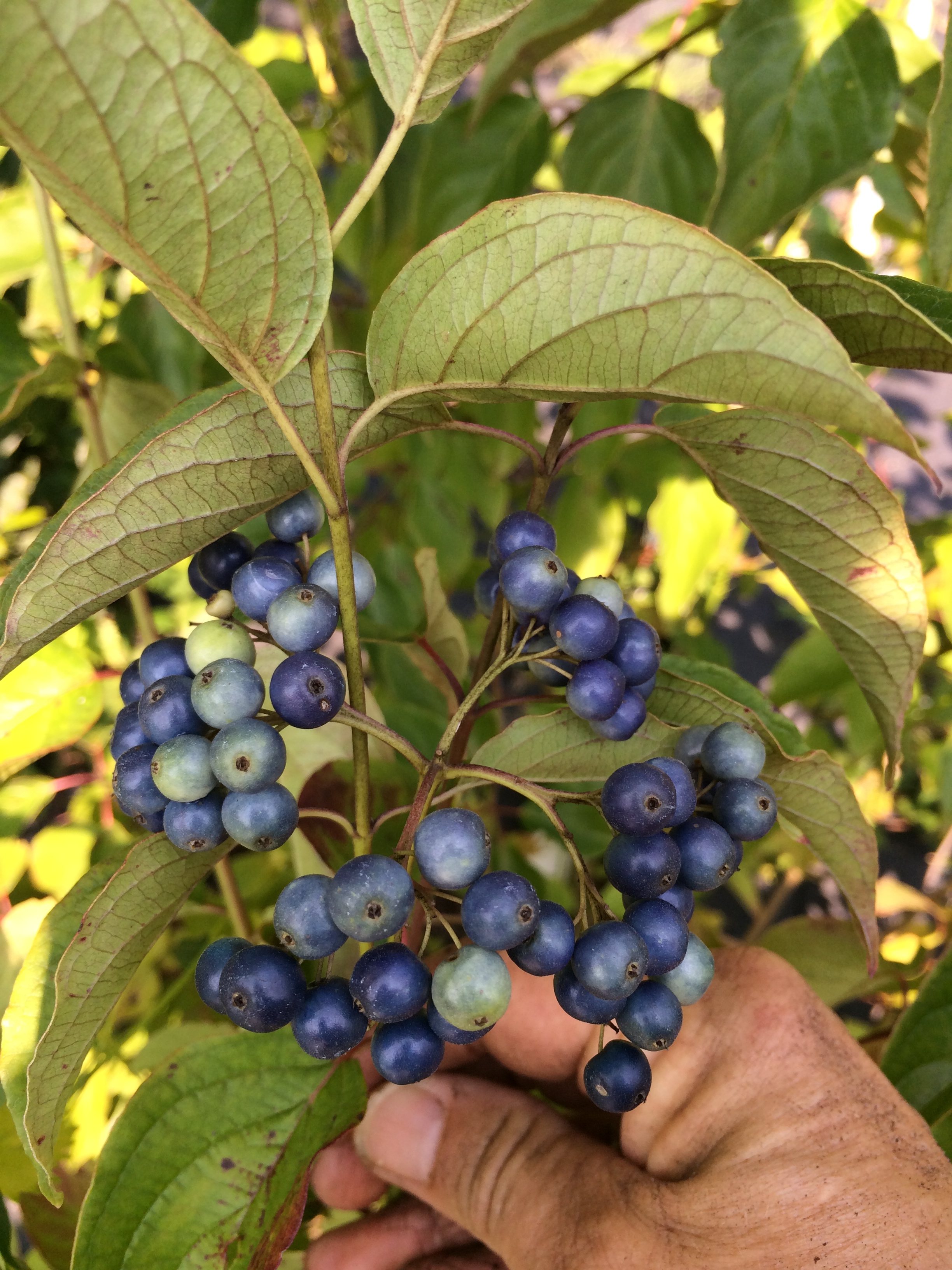 Arrowwood viburnum