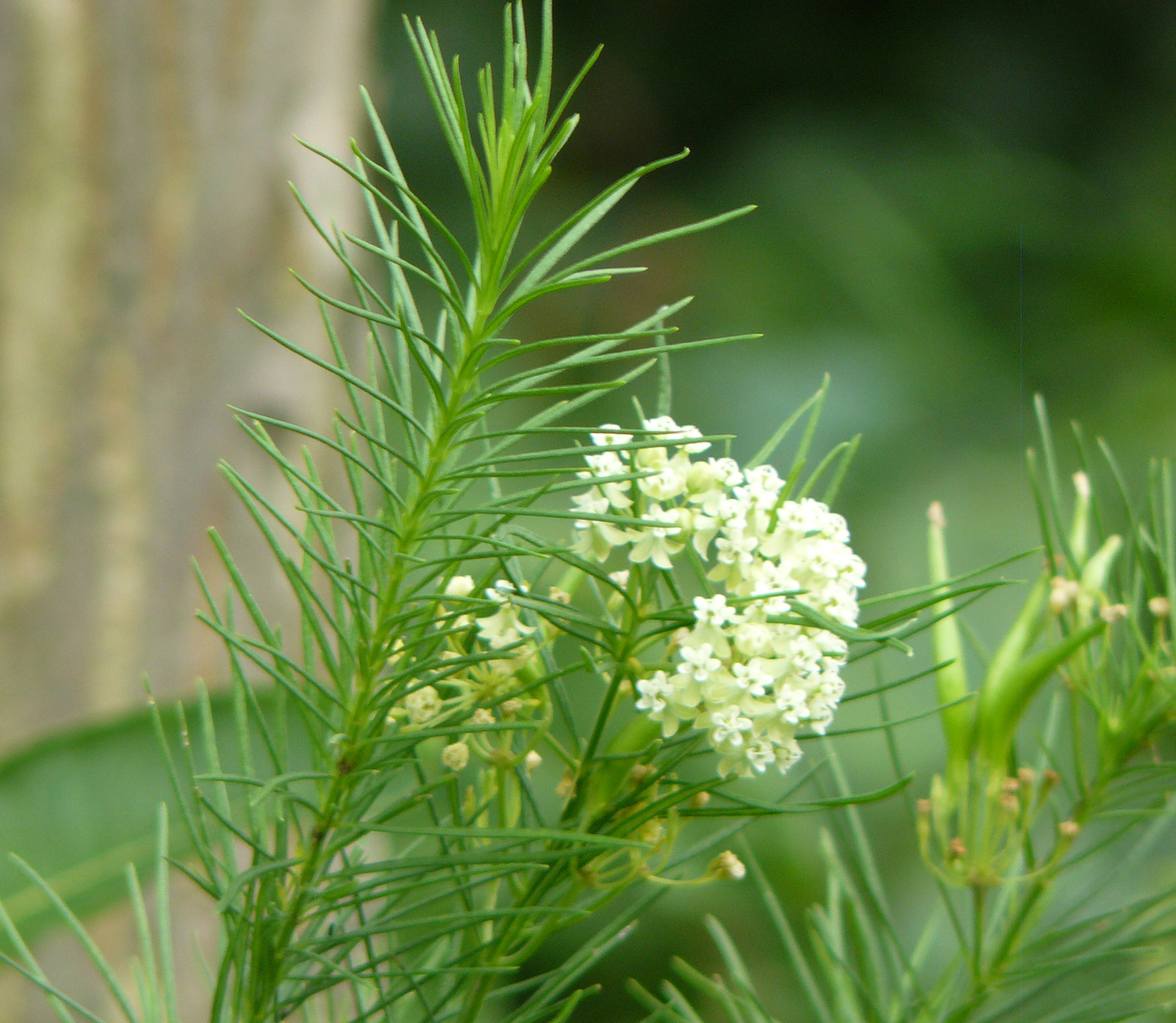 Whorled-Milkweed