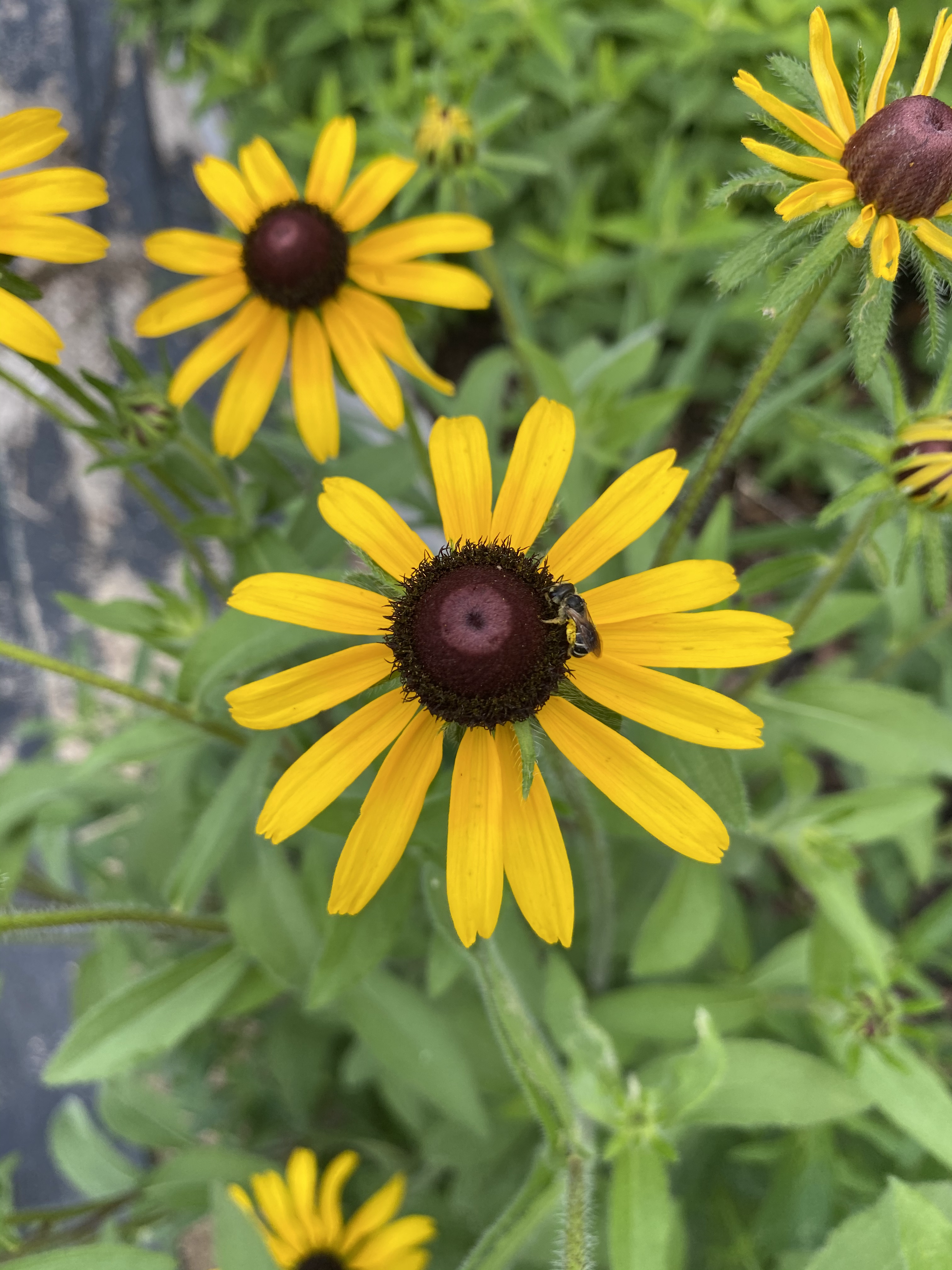 Black-eyed Susan