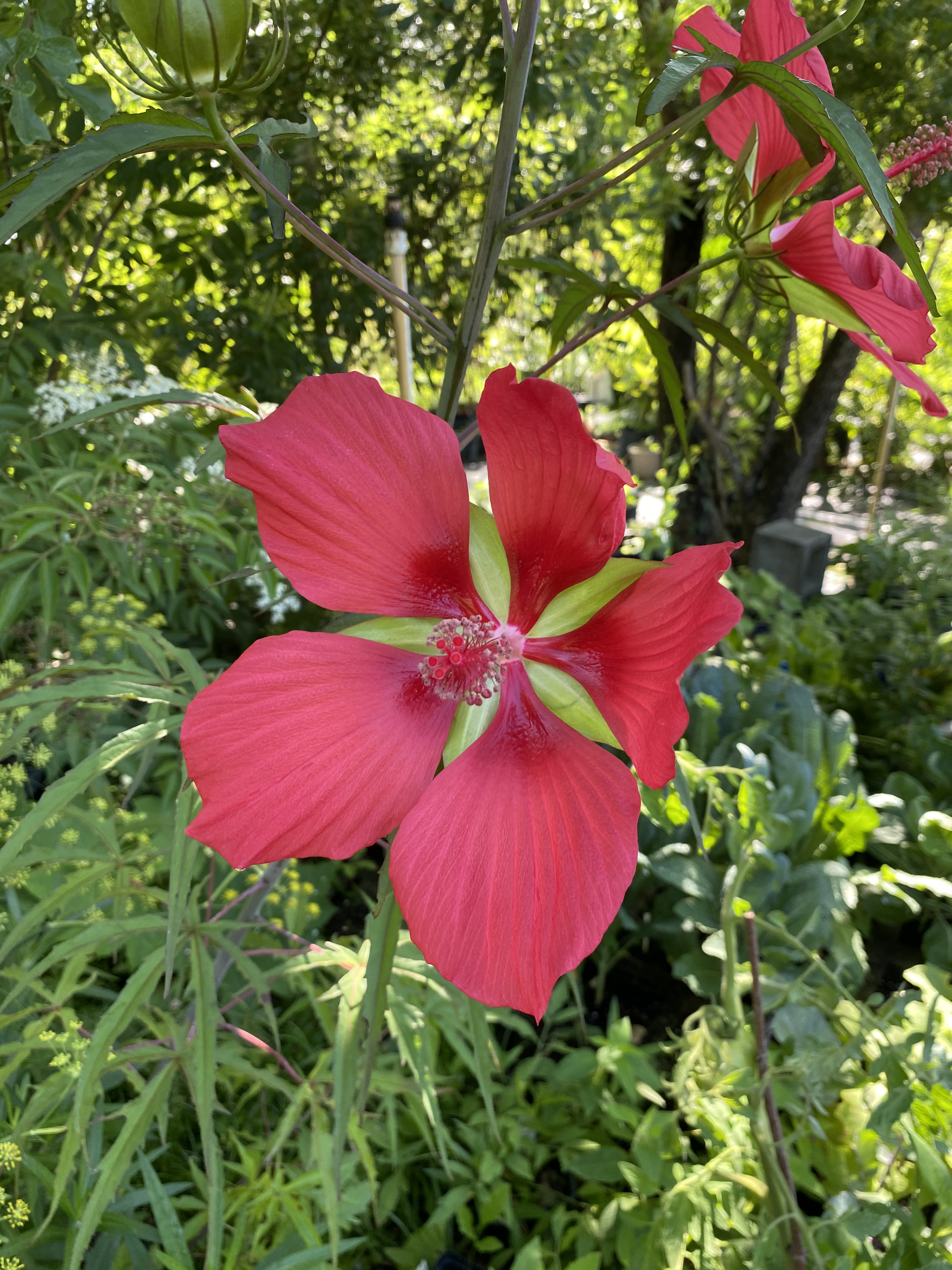 Texas Star Hibiscus