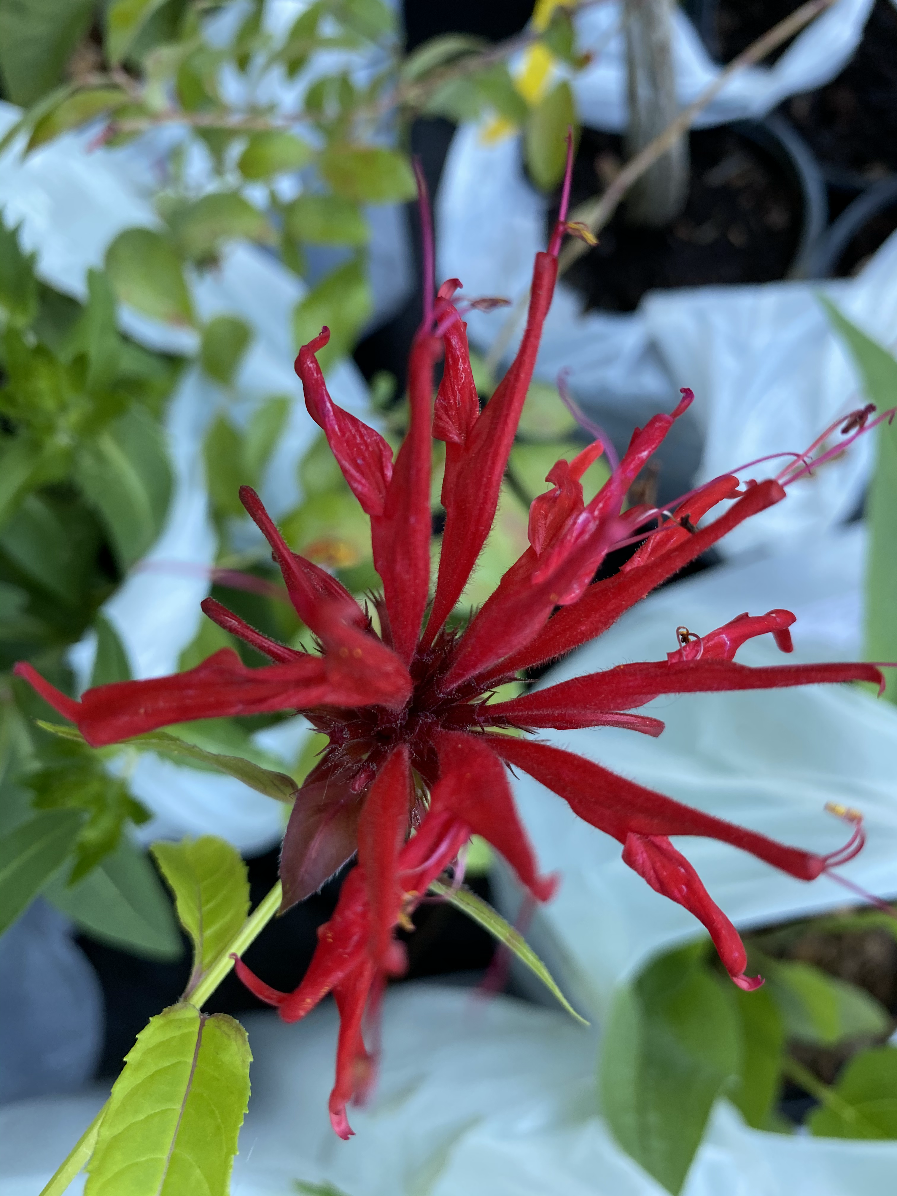 Scarlet beebalm