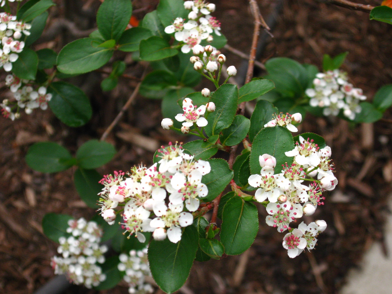 Aronia melanocarpa