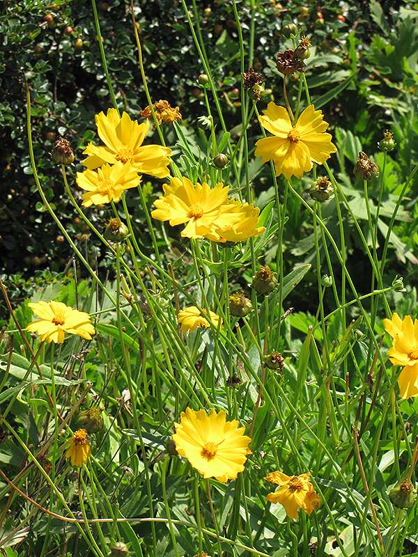 Lanceleaf coreopsis