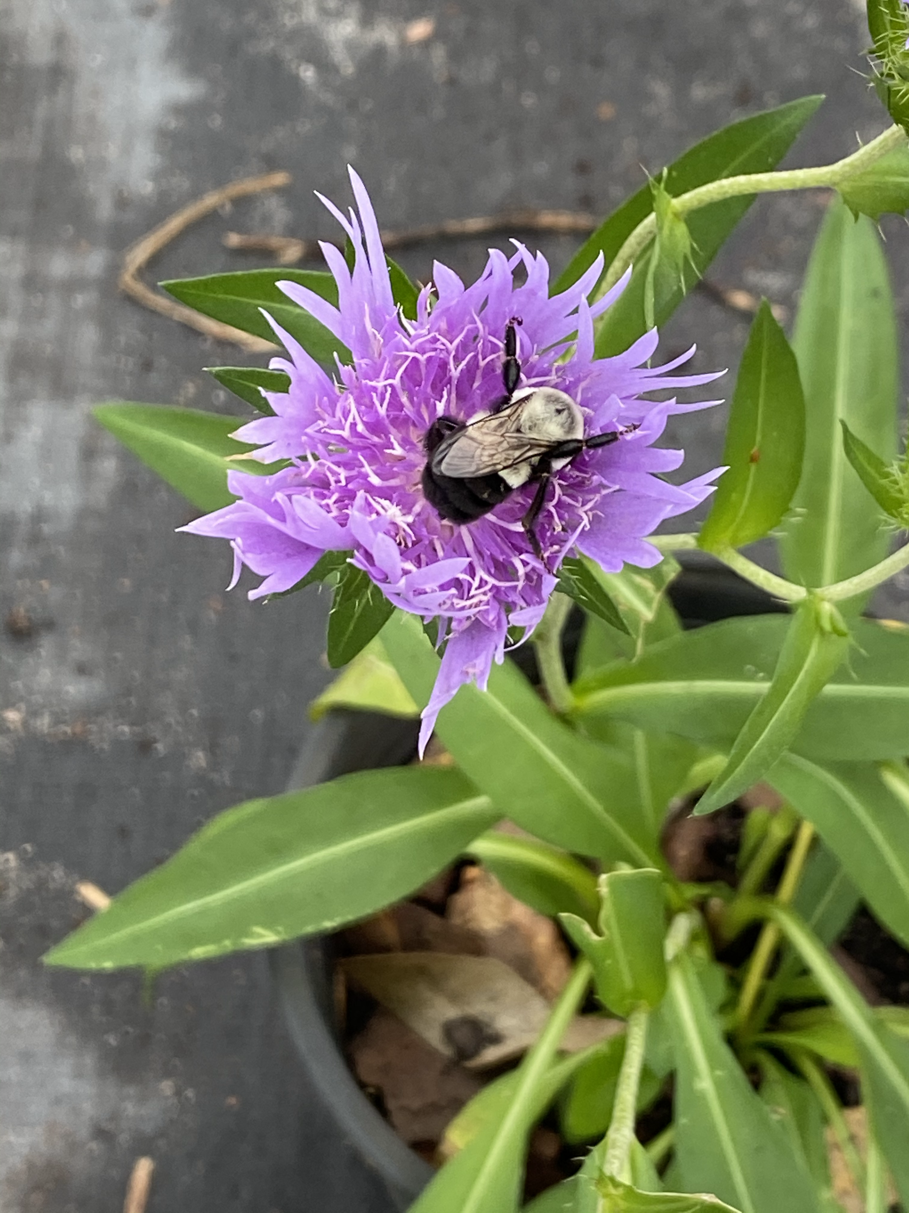 Stokesia aster