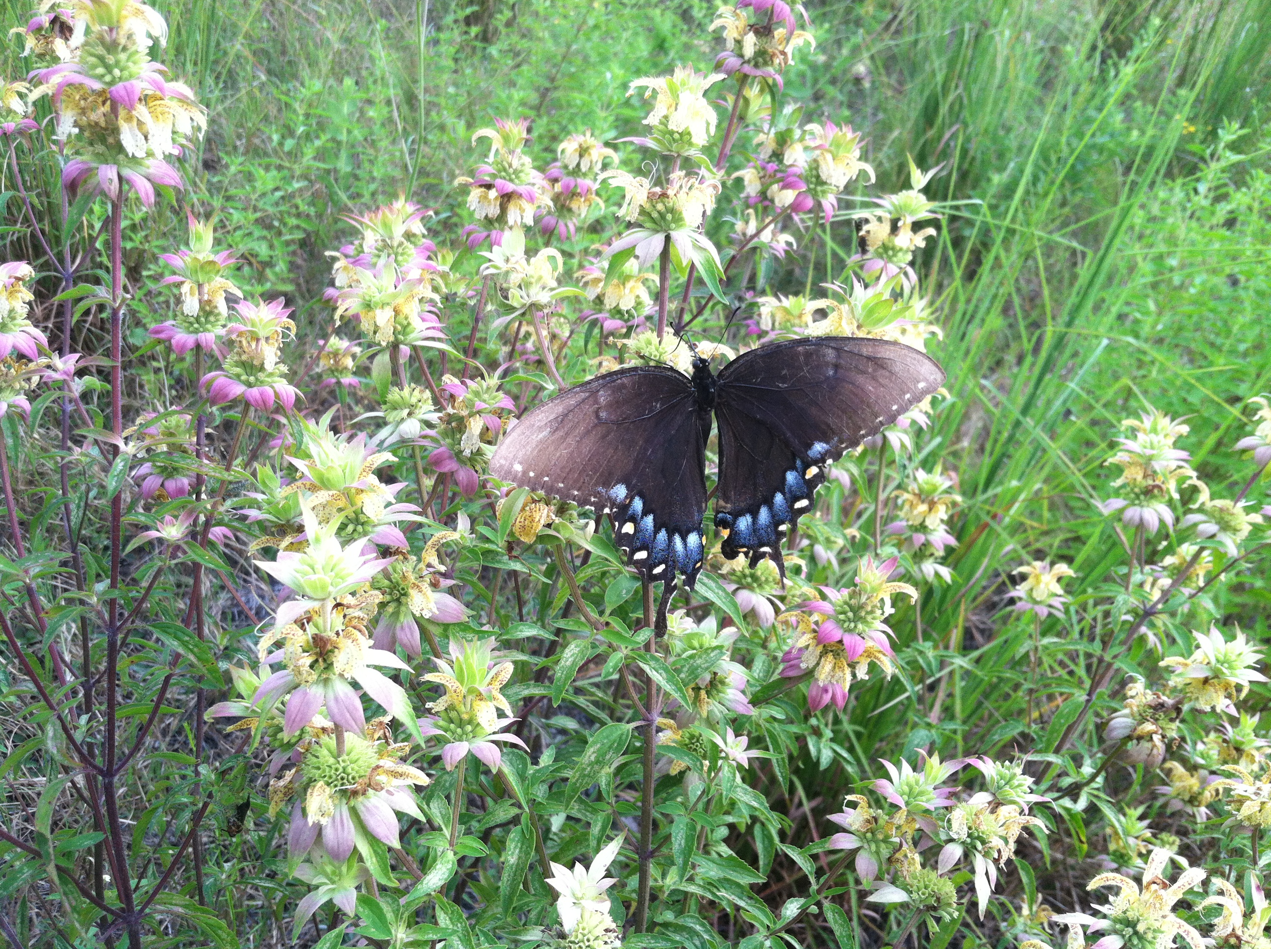 Monarda punctata