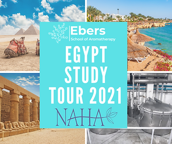 Egypt Study Tour 2021 (1).png