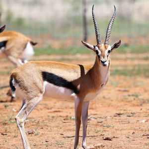 Thompson's Gazelle