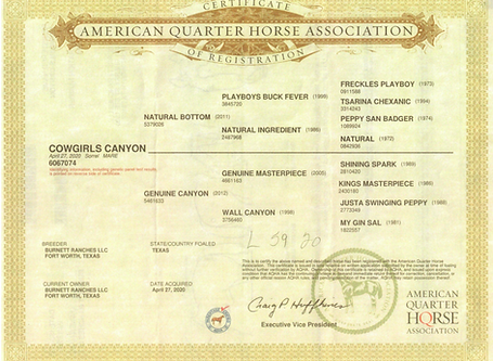 CowgirlCanyonFront (copy)_edited.png