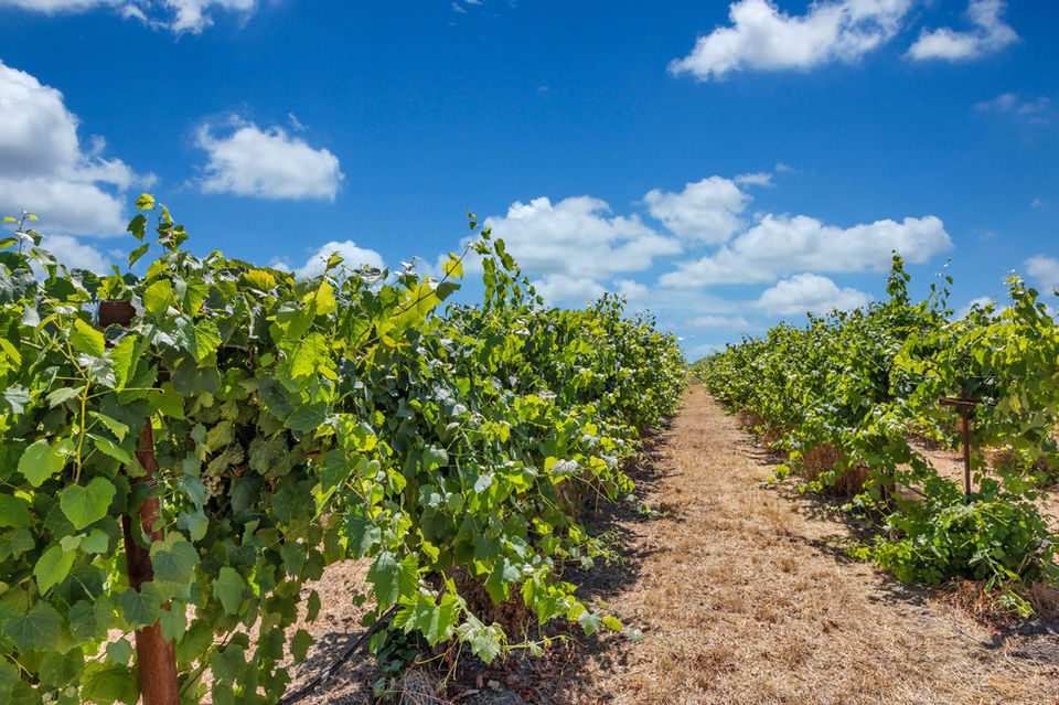 Sauvignon Blanc Grapes