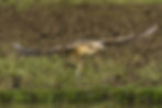 ab TAKING OFF GELNDA REES.jpg