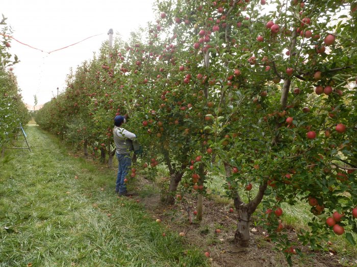 Plan Río Negro Alimenta
