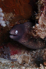 a whiteeye moray.jpg