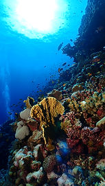 Reef